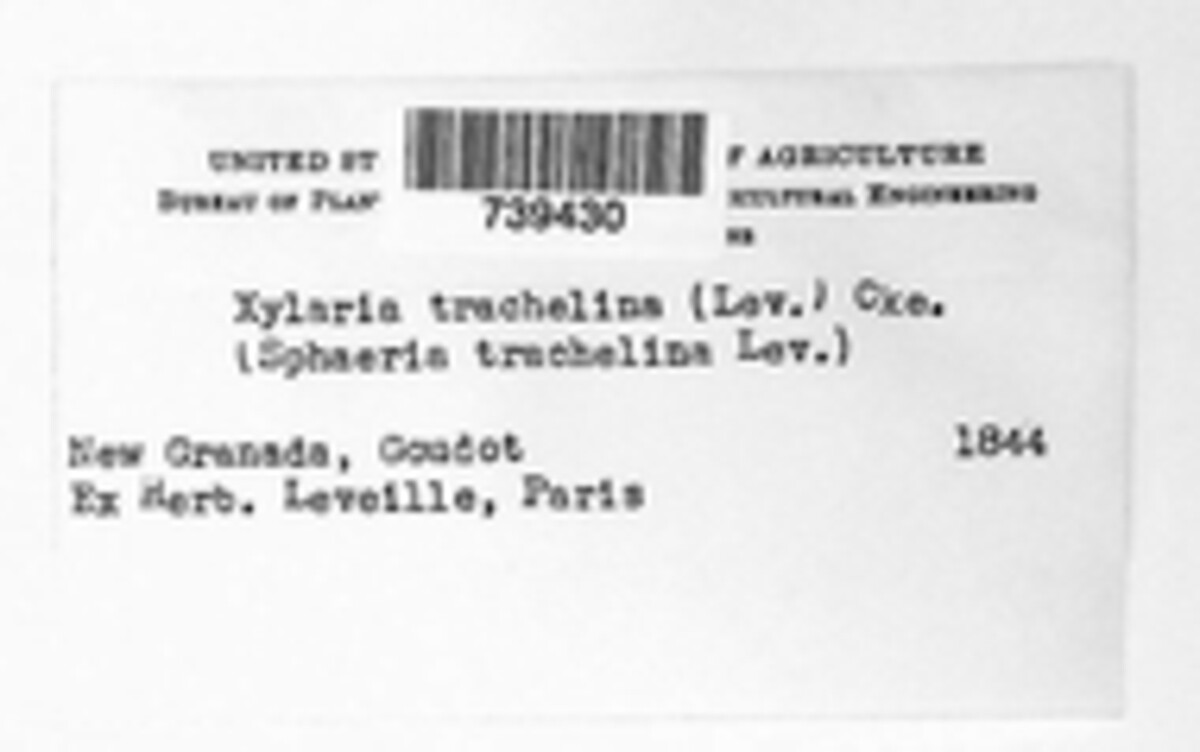 Xylaria trachelina image